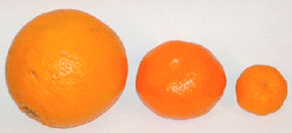 <span class="mw-page-title-main">Kishu mikan</span> Variety of citrus fruit