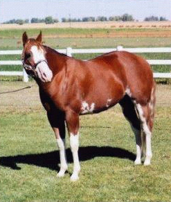 <span class="mw-page-title-main">Sabino horse</span> Color pattern in horses