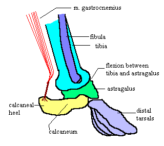 <span class="mw-page-title-main">Crurotarsal</span>