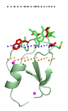 <span class="mw-page-title-main">C1 domain</span>