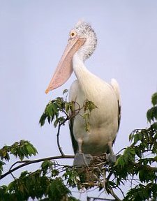 Сірий пелікан (Pelecanus philippensis)