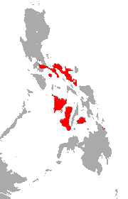 <span class="mw-page-title-main">Philippine pygmy roundleaf bat</span> Species of bat