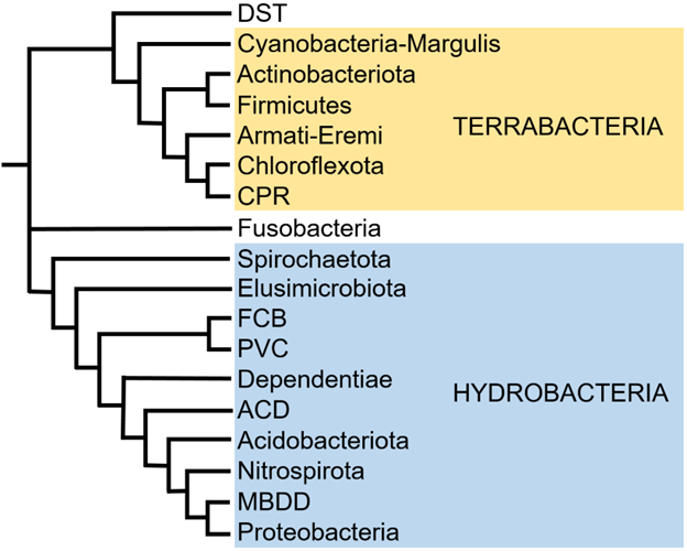 Bacterial phyla and superphyla.png