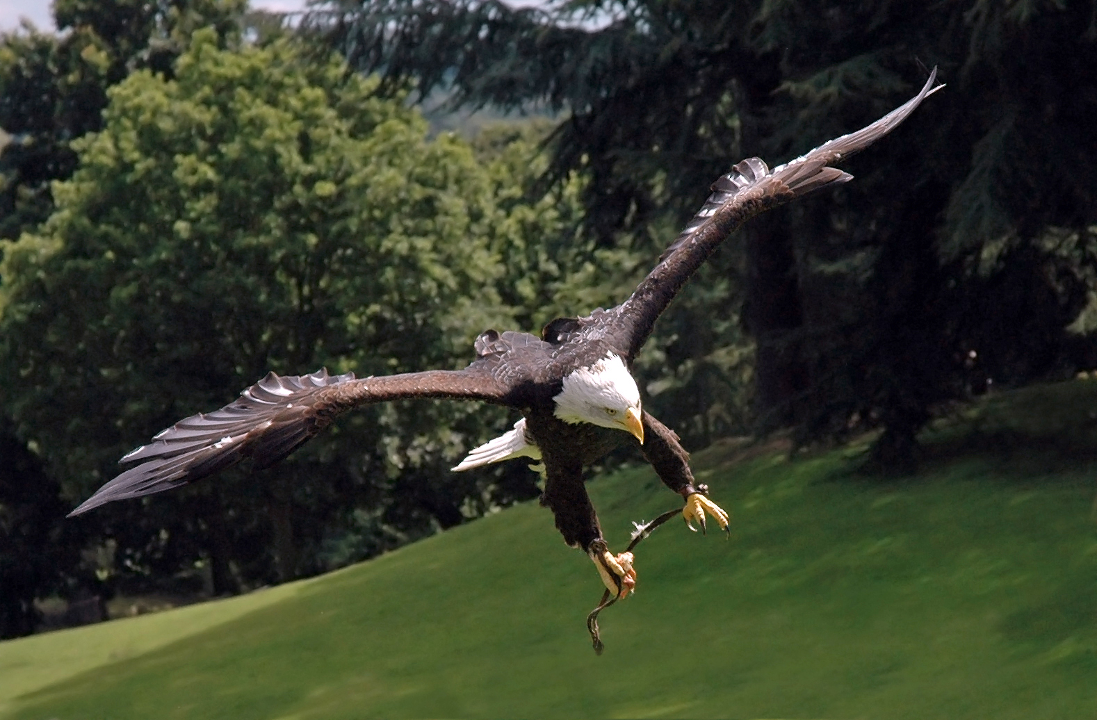 File:Bald eagle warwick2.jpg - Wikimedia Commons