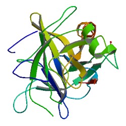 <span class="mw-page-title-main">Chymotrypsin</span> Digestive enzyme