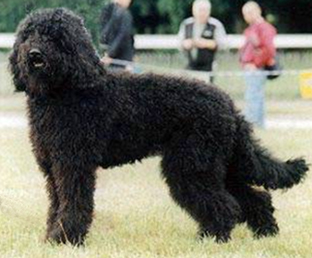 <span class="mw-page-title-main">Barbet (dog breed)</span> Dog breed