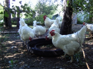 Chickens drinking