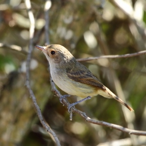 <i>Euscarthmus</i> Genus of birds