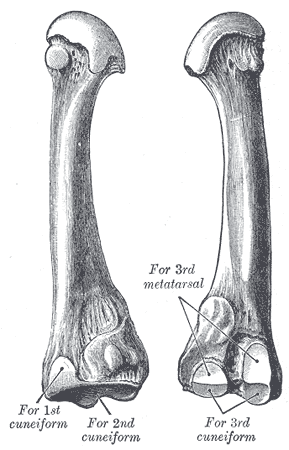 <span class="mw-page-title-main">Second metatarsal bone</span>