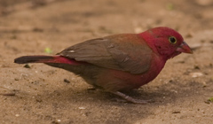 <span class="mw-page-title-main">Firefinch</span> Genus of birds