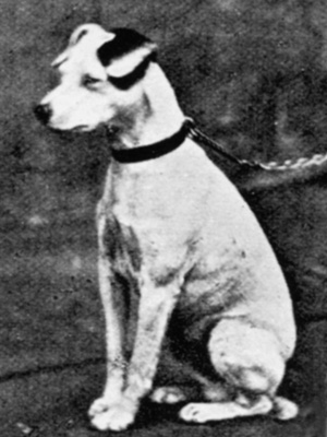 <span class="mw-page-title-main">Old Jock</span> English show dog, 1859–1871