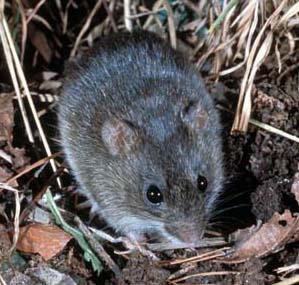 <i>Oryzomys</i> Genus of semiaquatic rodents