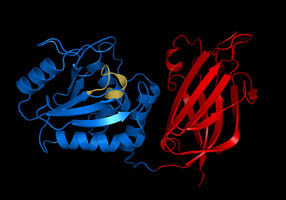 <i>PTEN</i> (gene) Tumor suppressor gene