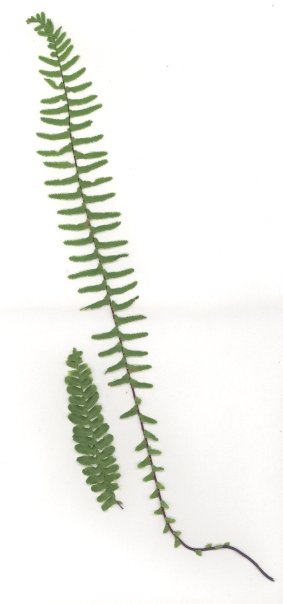 <i>Asplenium platyneuron</i> Species of fern