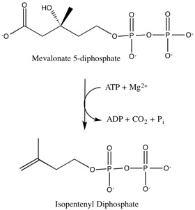 <span class="mw-page-title-main">Diphosphomevalonate decarboxylase</span> InterPro Family