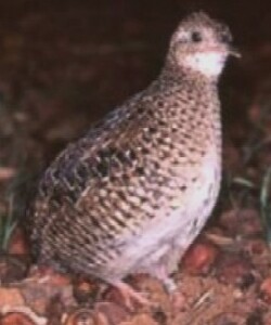 <span class="mw-page-title-main">Dwarf tinamou</span> Species of bird