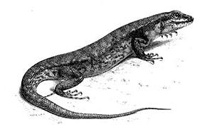 <i>Sphenomorphus</i> Genus of lizards