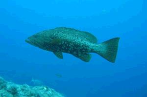 <span class="mw-page-title-main">Mottled grouper</span> Species of fish