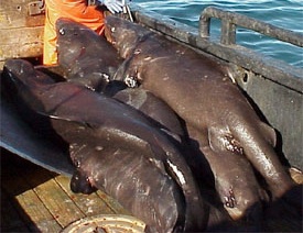 <span class="mw-page-title-main">Pacific sleeper shark</span> Species of shark