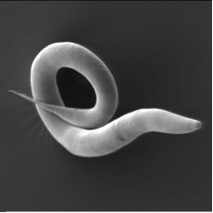 Electron micrograph of Caenorhabditis elegans Electron micrograph of ''Caenorhabditis elegans''.jpg