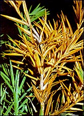 <span class="mw-page-title-main">Phomopsis blight of juniper</span> Species of fungus