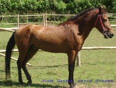 <span class="mw-page-title-main">Sandalwood Pony</span> Breed of horse