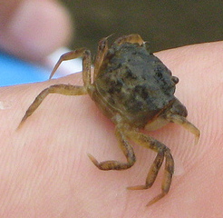 <span class="mw-page-title-main">Panopeidae</span> Family of crabs