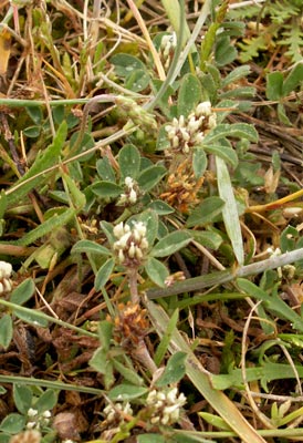 <i>Trifolium scabrum</i> Species of plant