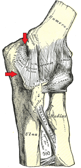 <span class="mw-page-title-main">Ulnar collateral ligament of elbow joint</span> Ligament on the elbow