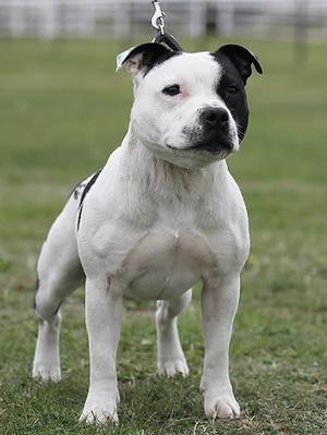 <span class="mw-page-title-main">Staffordshire Bull Terrier</span> British breed of dog