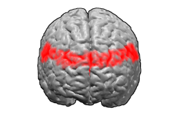 <span class="mw-page-title-main">Brodmann area 9</span> Part of the frontal cortex in the brain of humans and other primates