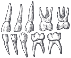 <span class="mw-page-title-main">Odontometrics</span> Measurement and study of tooth size