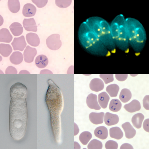 <span class="mw-page-title-main">Apicomplexa</span> Phylum of parasitic alveolates