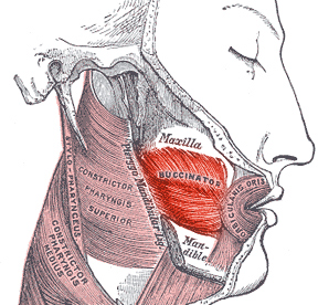 <span class="mw-page-title-main">Buccinator muscle</span> Muscle