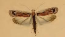 <i>Depressaria heydenii</i> Species of moth