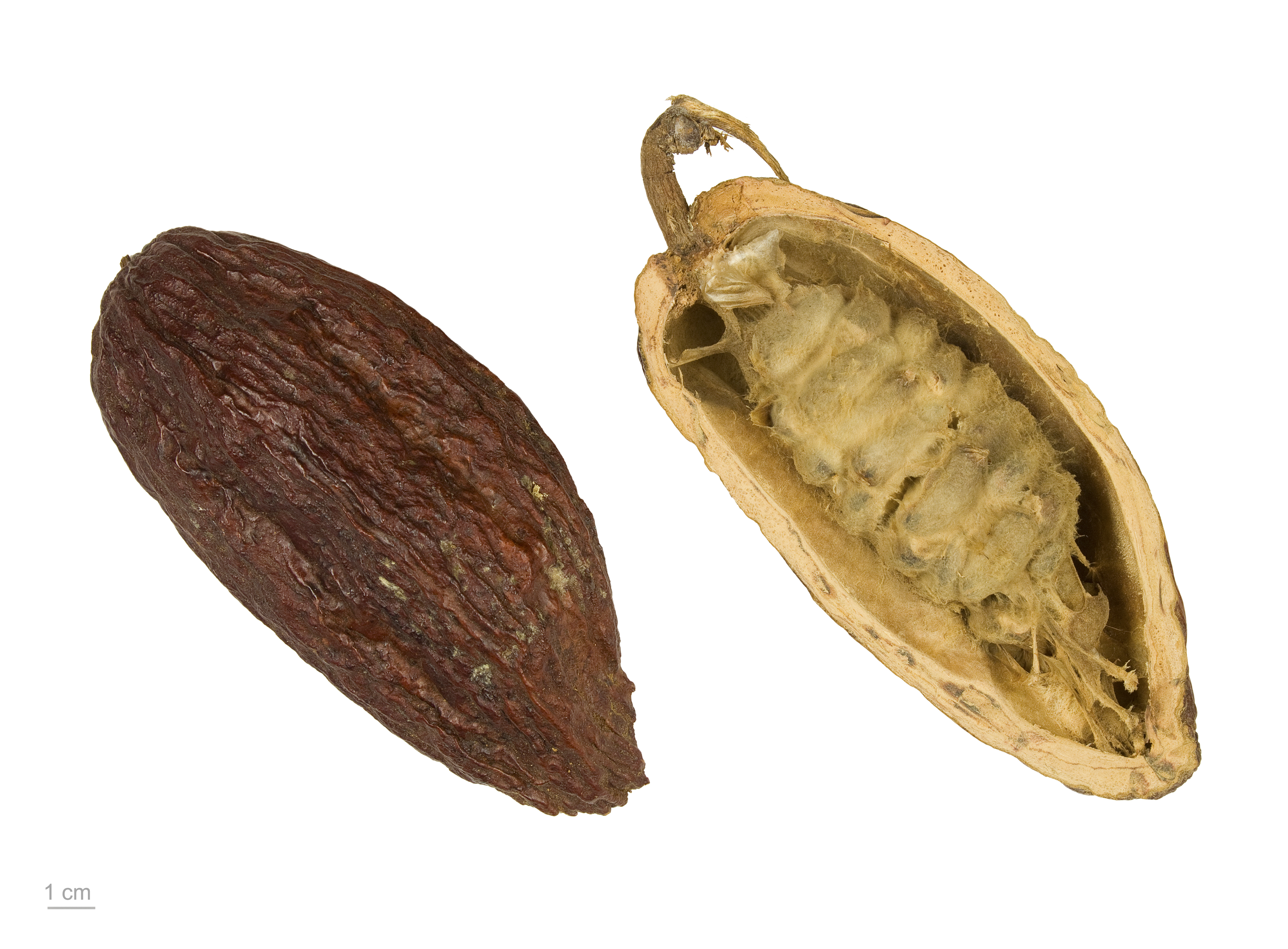 Theobroma cacao - Museum specimen