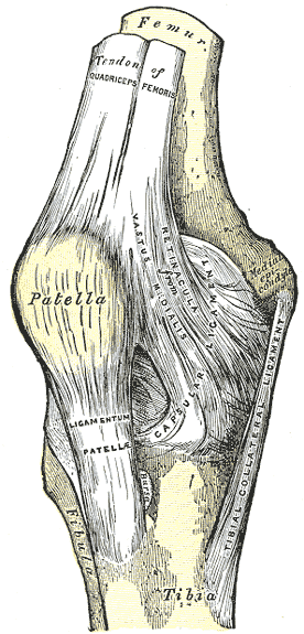 <span class="mw-page-title-main">Patellar tendon</span> Tendon in the human knee