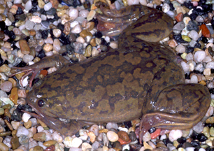 <i>Xenopus</i> Genus of amphibians