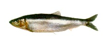 <span class="mw-page-title-main">Falkland sprat</span> Species of fish