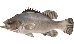 <span class="mw-page-title-main">Wreckfish</span> Family of deep-water marine perciform fish