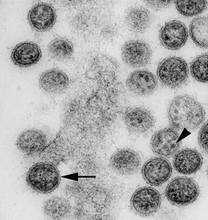 <i>Quaranjavirus</i> Genus of viruses