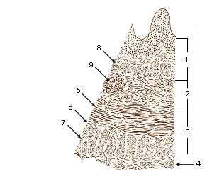 Smooth muscle Involuntary non-striated muscle