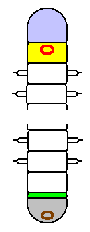 Annelid Segments 01