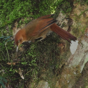 <span class="mw-page-title-main">Henna-capped foliage-gleaner</span> Species of bird