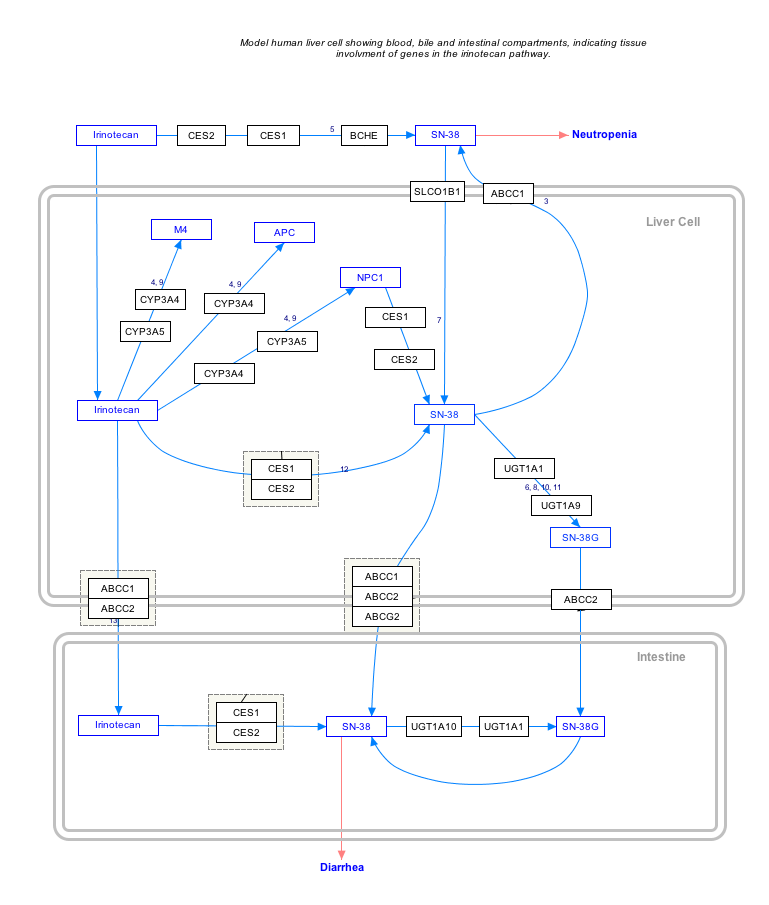 IrinotecanPathway WP229.png