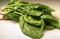 <span class="mw-page-title-main">Spinach in the United States</span>