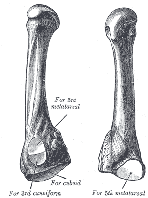 <span class="mw-page-title-main">Fourth metatarsal bone</span>