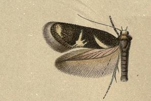 <i>Stephensia</i> (moth) Genus of moths