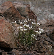 <i>Thlaspi californicum</i> Species of flowering plant