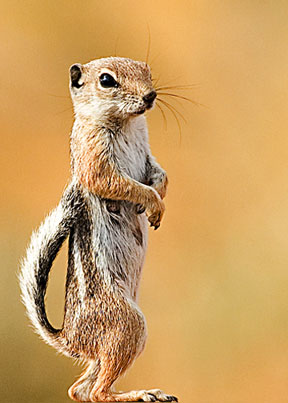 <span class="mw-page-title-main">Antelope squirrel</span> Genus of rodents